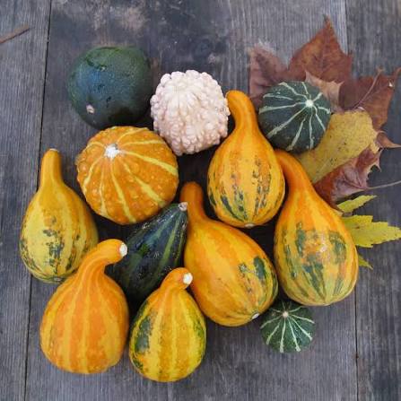 Small gourds mix