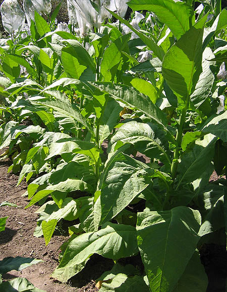 Jaffna Tobacco