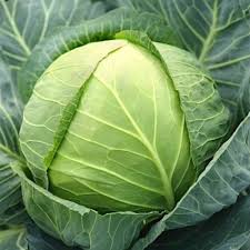 All Seasons Cabbage