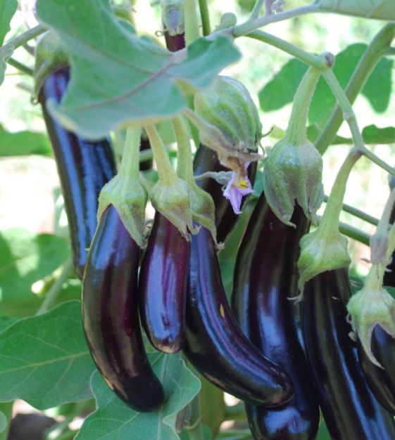 Farm Hand Seeds Little finger purple eggplant