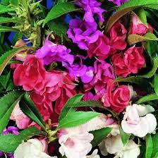Camilla balsam impatiens mix