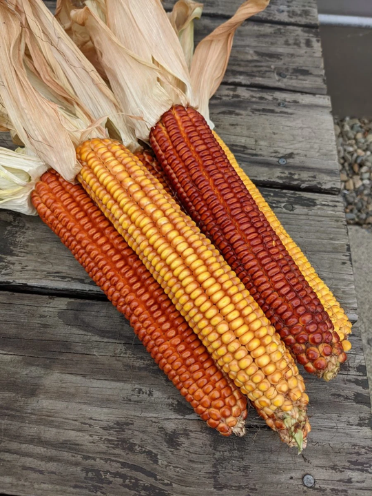 Wapsie valley corn