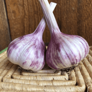 Thai purple garlic