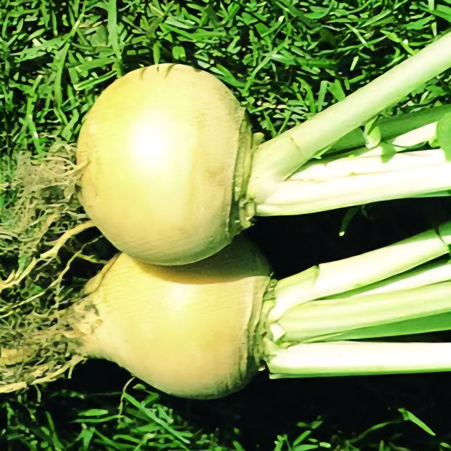 Golden Turnip