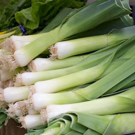 Giant Musselburgh Leek