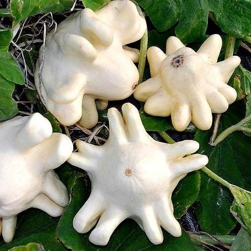YUGOSLAVIAN FINGER SQUASH
