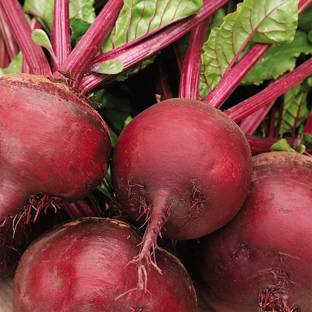 Ruby Queen Heirloom Beet