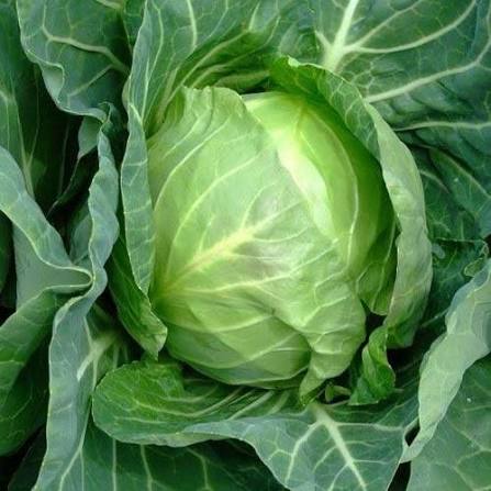 Denmark Copenhagen Cabbage