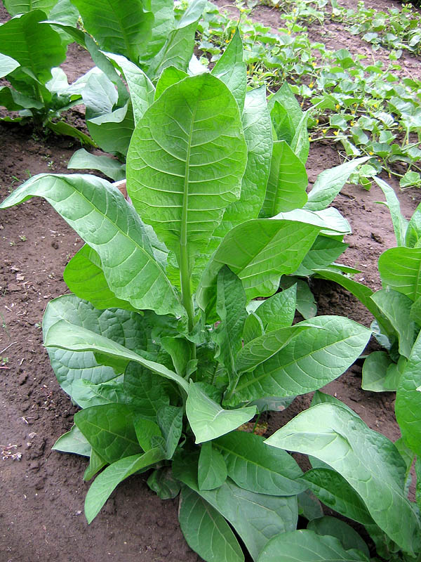 Little Sweet Orinoco Tobacco