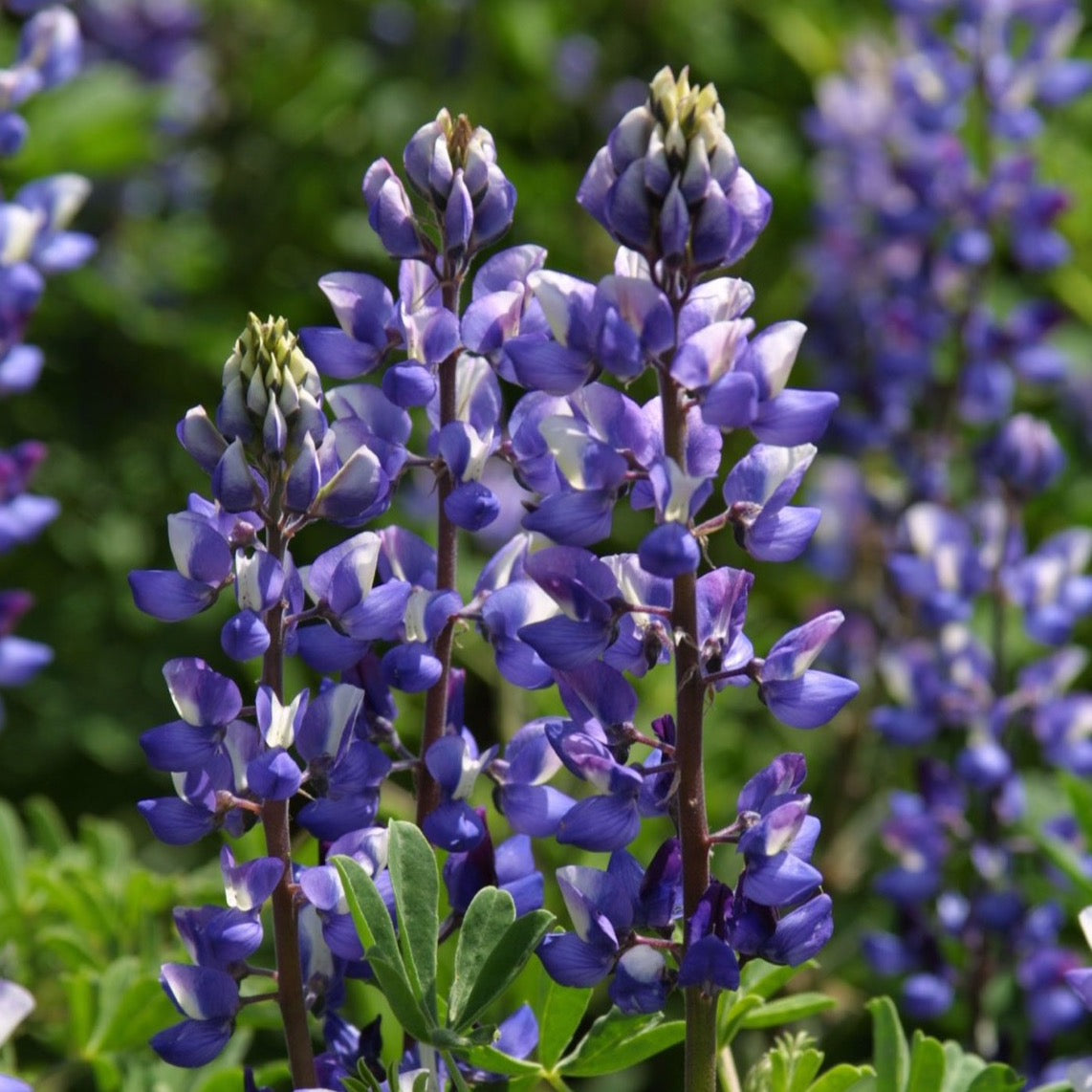 Arroyo Lupine Flower