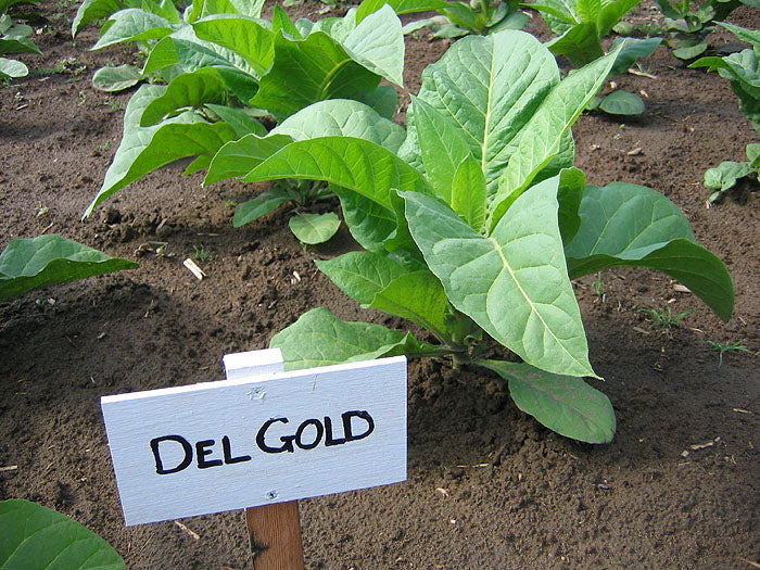 Del Gold