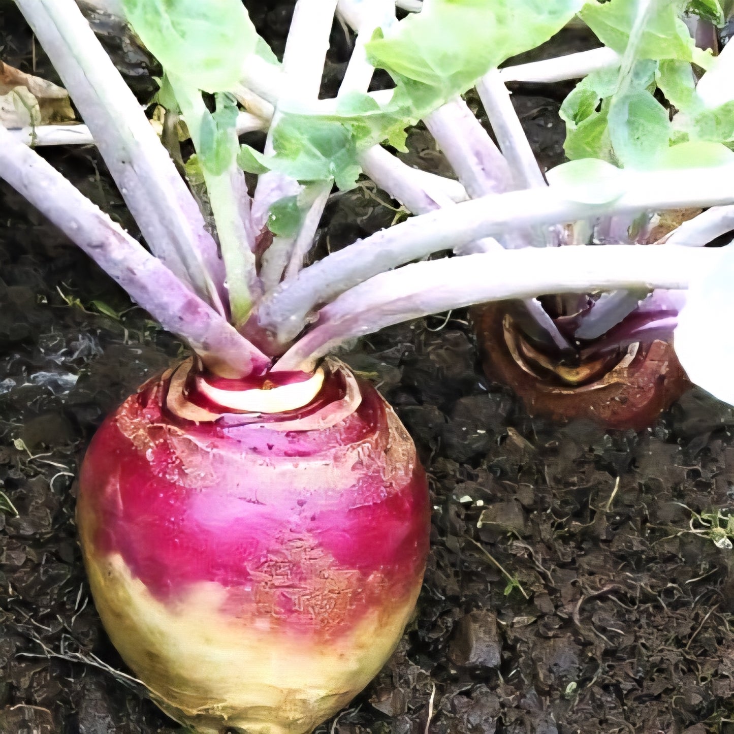 American Purple Top Rutabaga