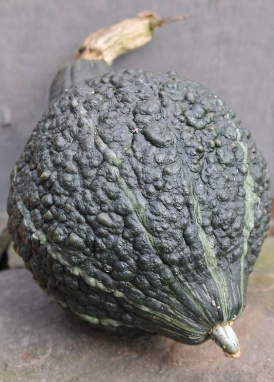 True Green Hubbard Winter Squash