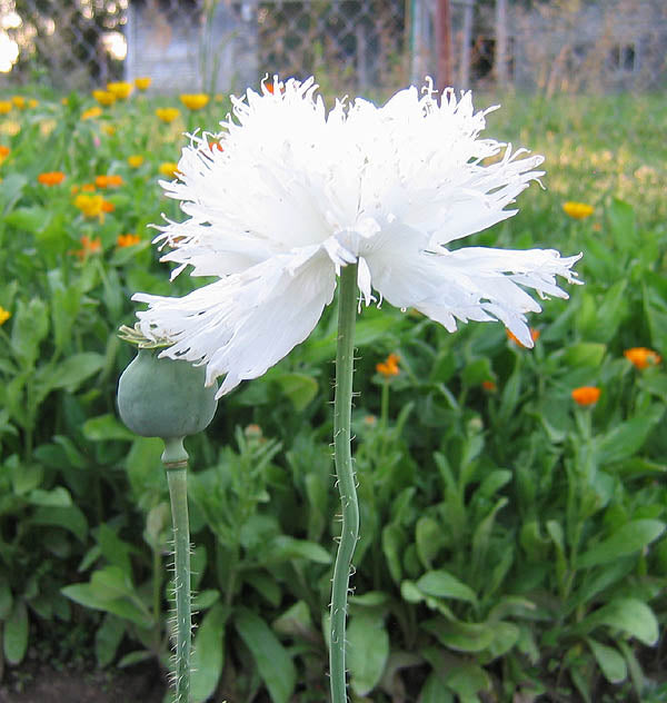 Farm.hand.seeds Swan's Down Poppy