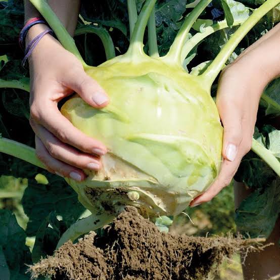 Kossak giant kohlrabi