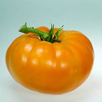 Goldie giant tomato