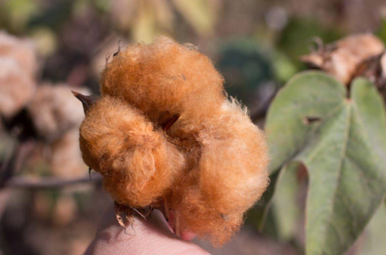 Mississippi Brown cotton