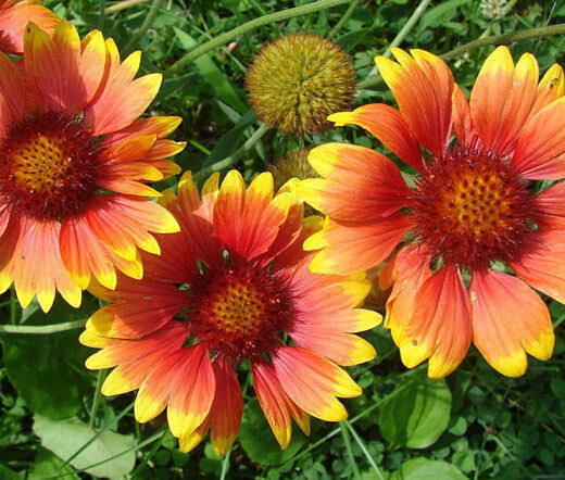 Indian blanket flower