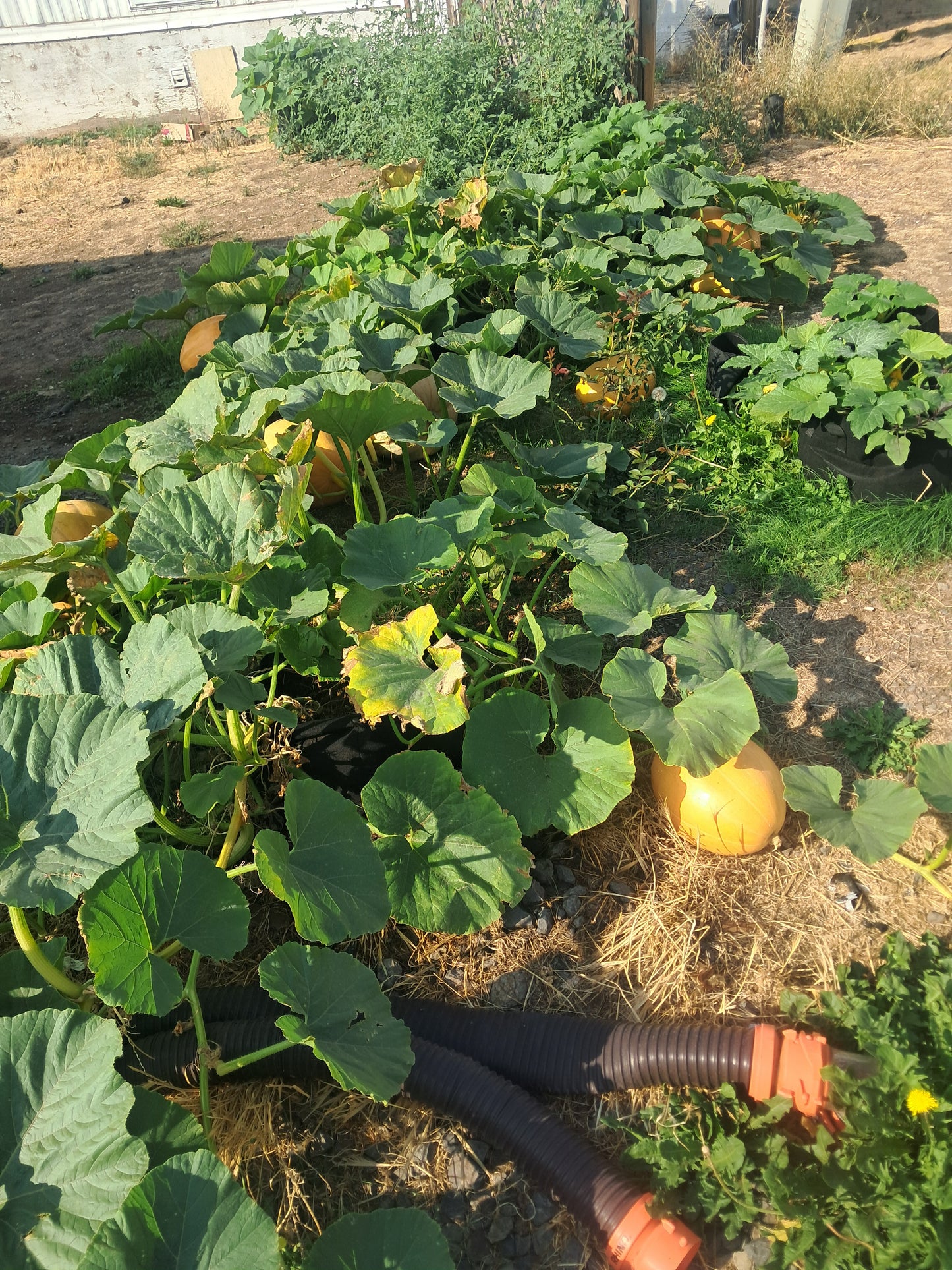 Atlantic Moon Pumpkin