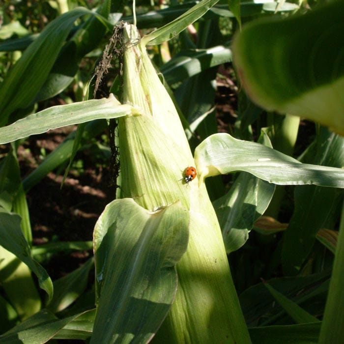 Farm Hand Seeds Kandy Corn