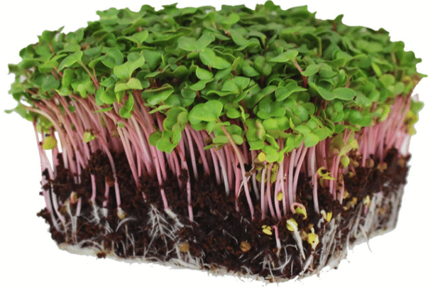 Red arrow sprouting radish seeds
