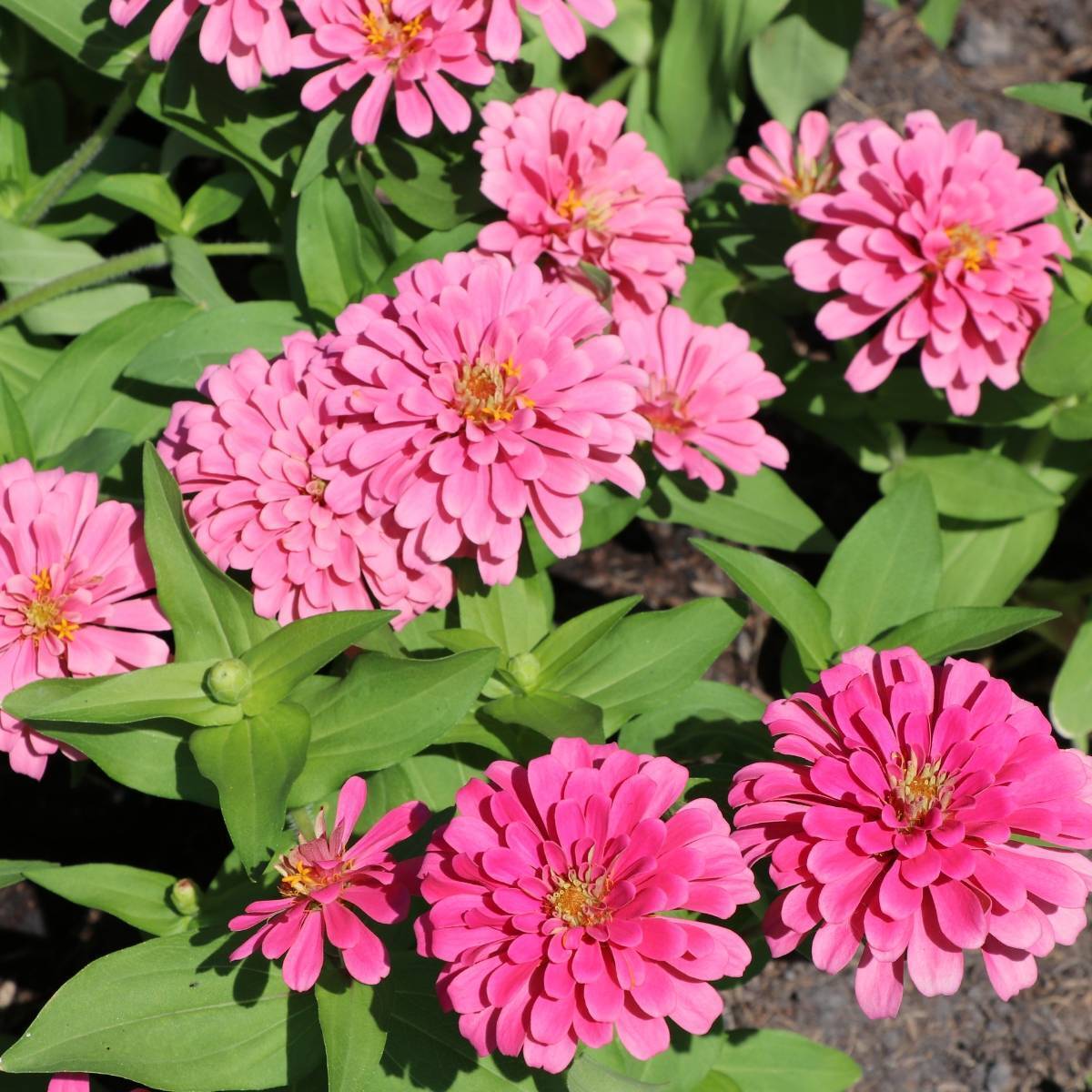 Luminosa zinnia