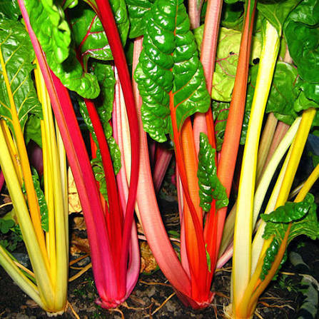 Bright Lights Swiss Chard