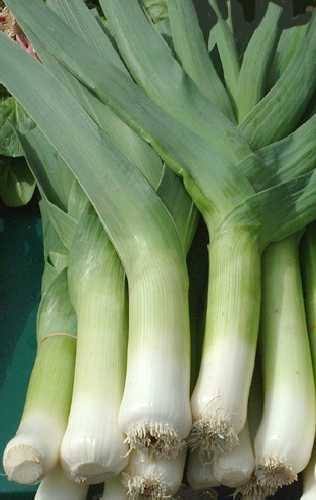 Giant Musselburgh Leek