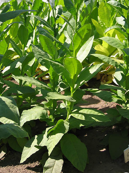 Farm Hand Seeds Goyano Tobacco