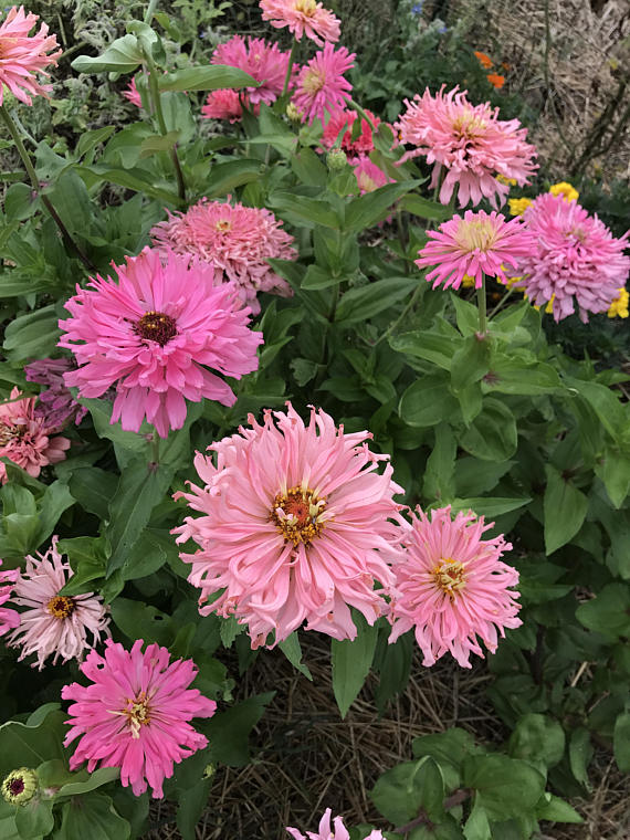 Rose giant cactus zinnia