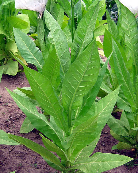 Ostrlogist Tobacco