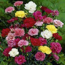 Farm.hand.seeds Dwarf Mini Carnation Mix