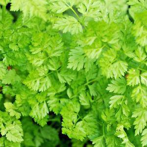 Farm.hand.seeds Chervil Herb Heirloom