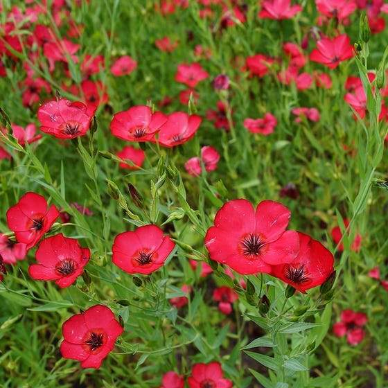 Farm.hand.seeds Red Scarlet Flax Flowers