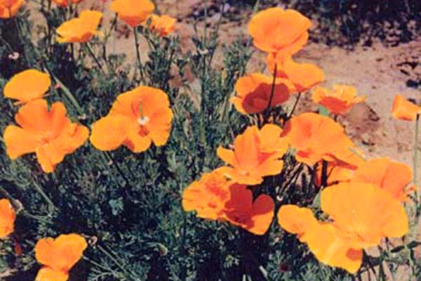 Farm.hand.seeds Ca orange poppy