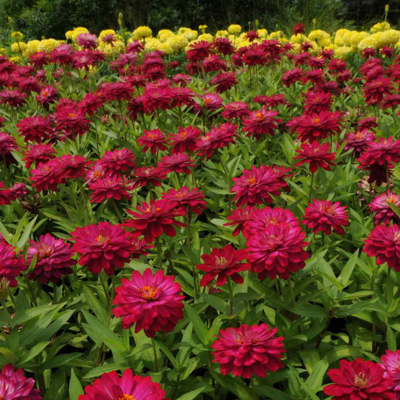 Farm.hand.seeds Cherry Queen Red Zinnia