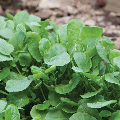Farm.hand.seeds Upland Watercress