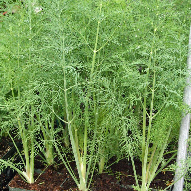 Farm.hand.seeds Dukat Dill