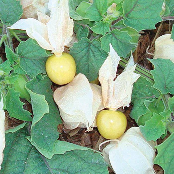 Farm Hand Seeds Pineapple Tomatillo