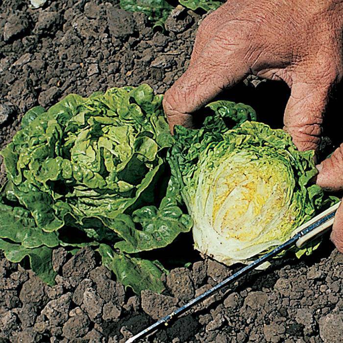 Farm.hand.seeds Little Gem Lettuce