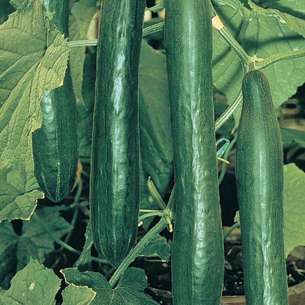 Farm.hand.seeds Marketer cucumber