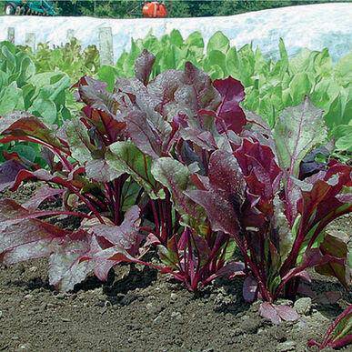 Farm.hand.seeds Bulls Blood Beet Heirloom Seed