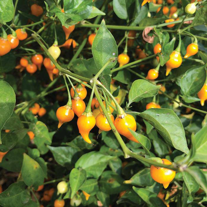 Farm.hand.seeds Biquinho Yellow Pepper