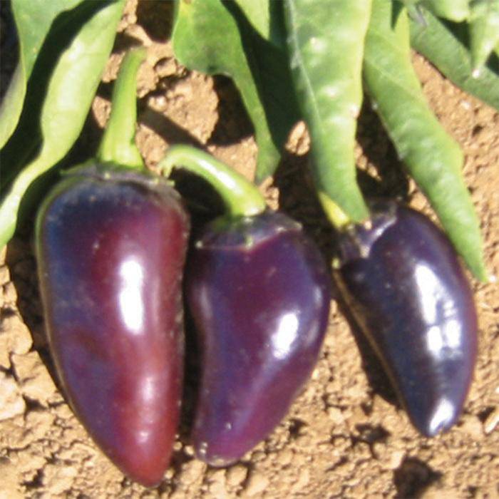 Farm.hand.seeds Purple Jalapeno
