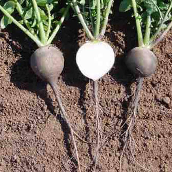 Farm.hand.seeds Black Spanish Radish