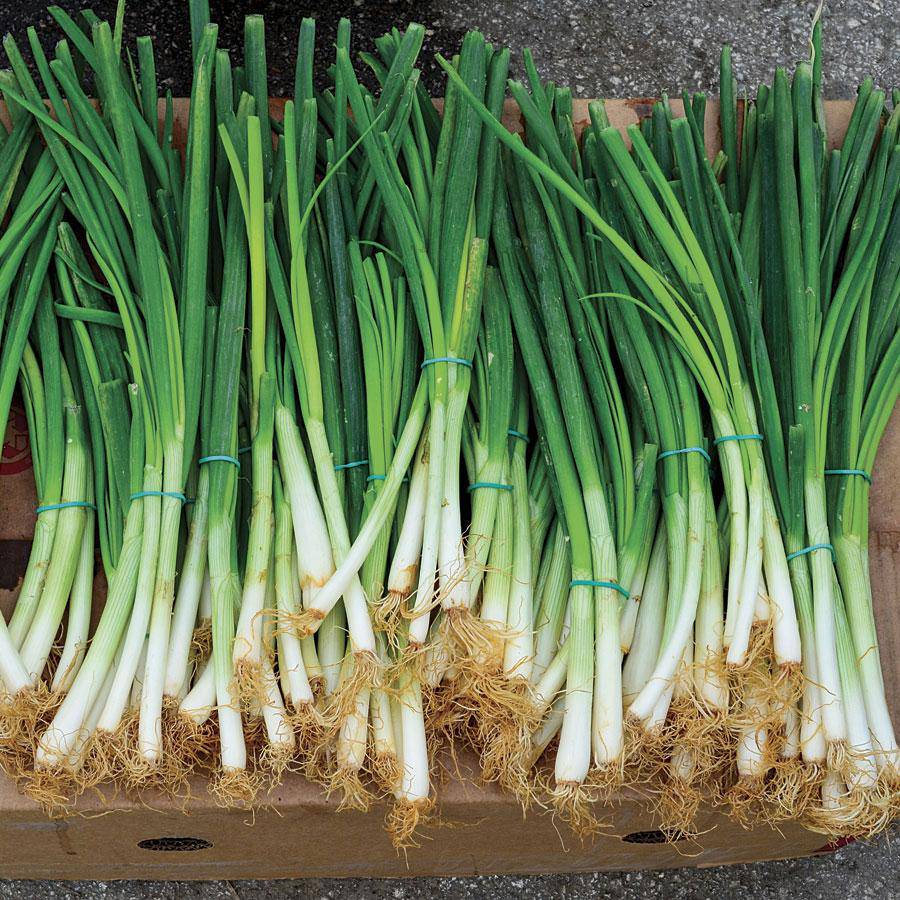 Farm.hand.seeds Evergreen Bunching Onion
