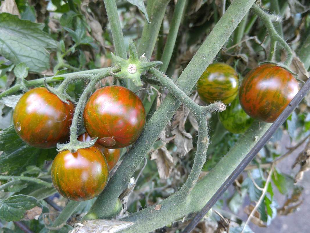 farm hand seeds Black Zebra Cherry Tomato