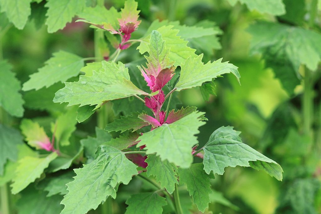 Farm.hand.seeds Purple goosefoot spinach
