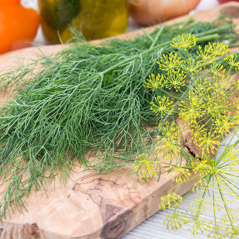 Farm.hand.seeds Dukat Dill