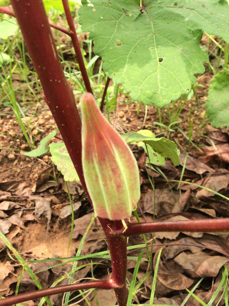 Farm.hand.seeds Hill Country Red Okra
